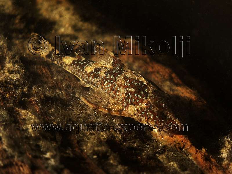 Parotocinclus eppleyi 2